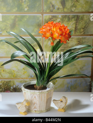 Clivia miniata / lily bush Banque D'Images