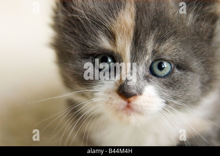 Portrait d'une adorable jeune chaton de 31 jours, 4 semaines aux yeux bleus Banque D'Images