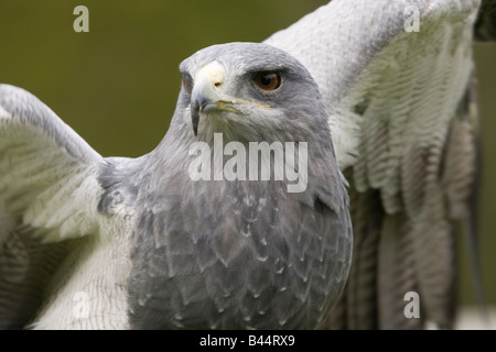 Un aigle bleu du Chili ( Geranoaetus melanoleucus ) répandre des ailes Banque D'Images