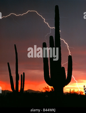 Orage Saguaro National Park, AZ par Willard Clay/Dembinsky Assoc Photo Banque D'Images