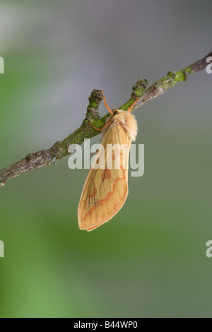 Ghost Espèce Hepialus humuli humuli papillon femelle adulte au repos sur une branche Banque D'Images