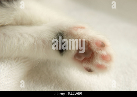 Dans le cadre de côté d'une patte avant du chaton montrant la minuscule pads Banque D'Images