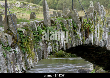 Fougères poussant sur Slater Bridge près de Little Langdale, Lake District, Cumbria, Angleterre Banque D'Images