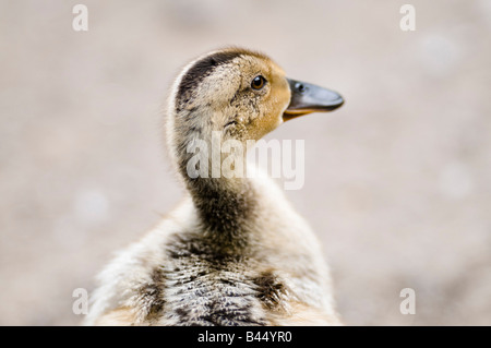 Les jeunes canetons Canard colvert Anas platyrhynchos marche sur chemin. Banque D'Images