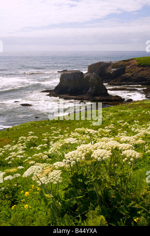 Les fleurs sauvages le long de la côte, Yaquina Head, Oregon, USA Banque D'Images