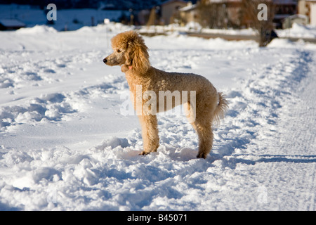 Jeune femme poodle standing dans la neige Banque D'Images