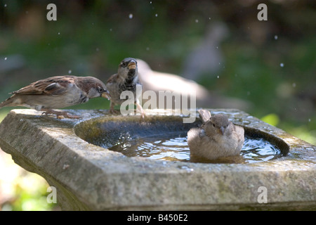 Les Moineaux domestiques dans bain d'oiseaux Banque D'Images