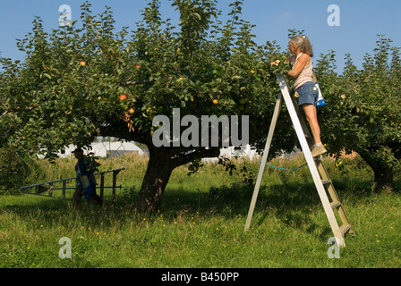 Pommes anglais vieux couple travail temporaire cueillette de pommes verger de pommes Bramley Apple Galleywood Lathcoats ferme Essex UK HOMER SYKES Banque D'Images