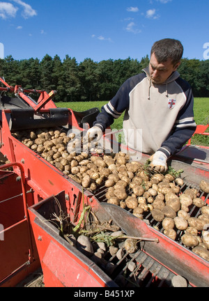 Travailleurs saisonniers polonais pendant la récolte de pommes de terre sur une machine d'excavation des pierres doivent être enlevés à la main Banque D'Images