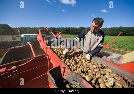 Travailleurs saisonniers polonais pendant la récolte de pommes de terre sur une machine d'excavation des pierres doivent être enlevés à la main Banque D'Images