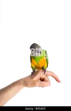 Sénégal Parrot posing in studio modèle libération Banque D'Images