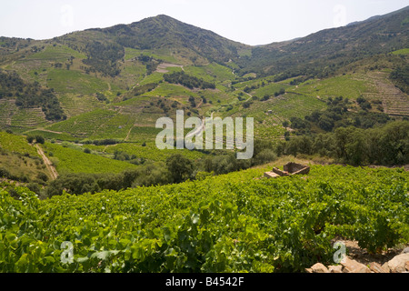 Vignes à Collioure dans l'arrière pays de la Côte Vermeille Méditerranée / Sud de France Banque D'Images