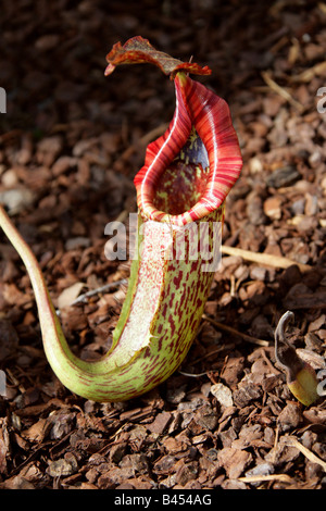 Nepenthes eymae, Plantae. Une plante carnivore Sarracénie depuis les montagnes du centre de l'île de Sulawesi, en Indonésie. Banque D'Images