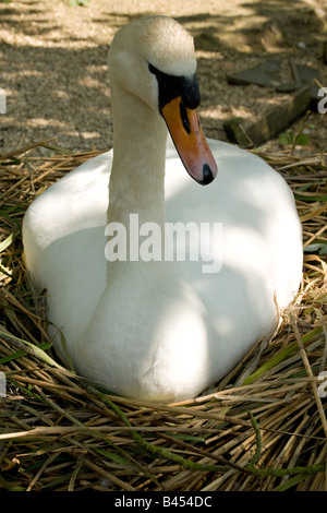 Droit de swan assis sur nid à Abbotsbury, Dorset Banque D'Images