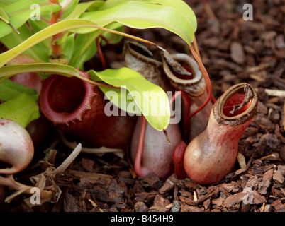 Nepenthes ventricosa Plantae. Une plante carnivore sarracénie des Philippines. Banque D'Images