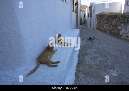 Chats de Lindos Banque D'Images