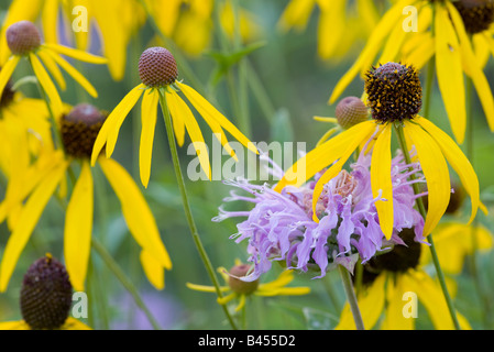 La monarde fistuleuse et jaune d'échinacée, le Schurch-Thomson Enthusiast's Prairie Prairie, Iowa Comté (Wisconsin) Banque D'Images