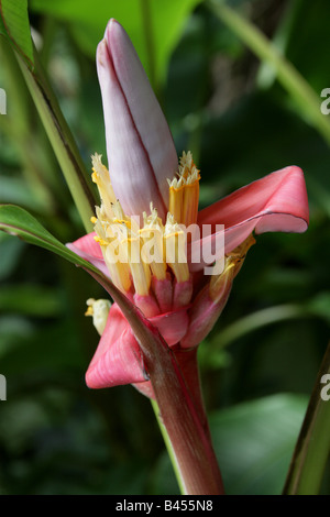 L'épluchage aka banane banane banane Rose poilue Rose Banane Fruits banane ou ensemencés Musaceae Musa velutina Assam en Inde Banque D'Images