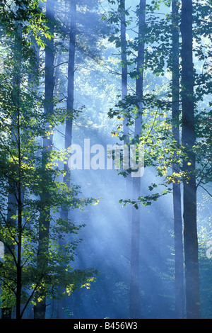 Les rayons de lumière filtre à travers les arbres forestiers, par Bill Lea/Dembinsky Assoc Photo Banque D'Images