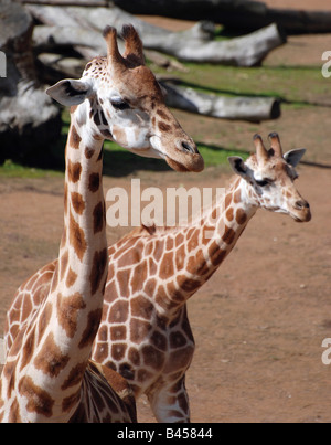 Mère et bébé girafe Banque D'Images