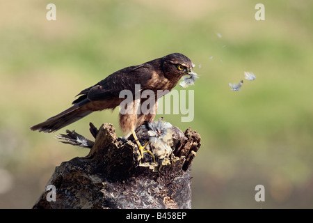 Huppé mâle Accipiter nisus plumaison Mistle thrush sur Potton journal Bedfordshire Banque D'Images