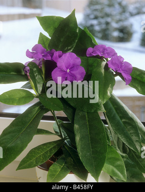 Hier, aujourd'hui et demain/ Brunfelsia pauciflora Banque D'Images