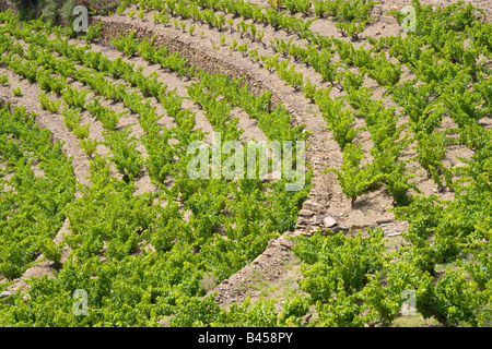 La viticulture sur terrasses à Collioure dans l'arrière pays de la Côte Vermeille Méditerranée / Sud de France Banque D'Images
