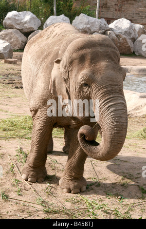 Asian, Asiatique, l'éléphant indien (Elephas maximus) [Le zoo de Chester, Chester, Cheshire, Angleterre, Grande-Bretagne, Royaume-Uni]. . Banque D'Images