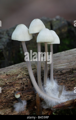 Angel's Bonnets - Mycena arcangeliana Banque D'Images