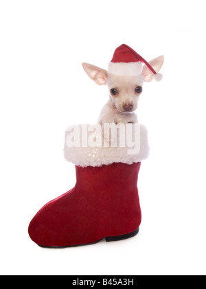 Crème aux cheveux courts couleur mignon chiot Chihuahua de Noël rouge et blanc à l'intérieur de bottes d'Santa hat isolated Banque D'Images