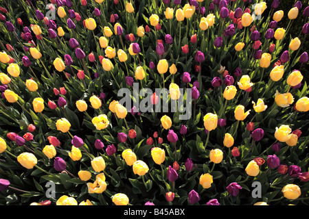 Tulipes multicolores AU PRINTEMPS DANS LE NORD DE L'ILLINOIS USA Banque D'Images