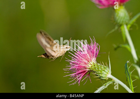 Bordée de blanc papillon sphinx Hyles lineata Banque D'Images