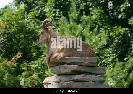 Un mouflon mâle ram), une espèce d'antilope-chèvre originaire d'Afrique du Nord, assis sur un rocher dans son boîtier dans un zoo. Banque D'Images