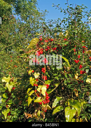 Fruits rouges Banque D'Images