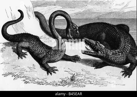 superstition, créatures mythiques, dragons, dragons de combat, gravure en bois, xixe siècle, reptiles, crocodile, dragon, zoologie, historique, historique, Banque D'Images