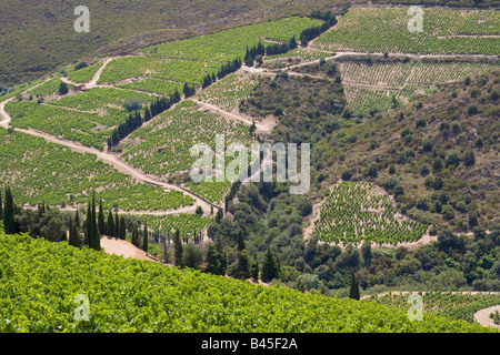 Vignes à Collioure dans l'arrière pays de la Côte Vermeille Méditerranée / Sud de France Banque D'Images