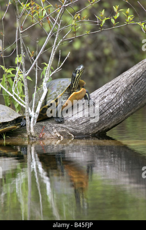 Zoologie / animaux, reptiles, tortues de Floride, tortue, ventre rouge (Pseudemys rubriventris), Sitting on tree trunk, distribution : nord et nord-est de l'USA, Additional-Rights Clearance-Info-Not-Available- Banque D'Images