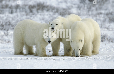 Zoologie / animaux, Mammifères Mammifères /, ours, ours polaire, (Ursus maritimus), trois ours, Churchill, Canada, distribution : secteurs de l'Arctique, Additional-Rights Clearance-Info-Not-Available- Banque D'Images