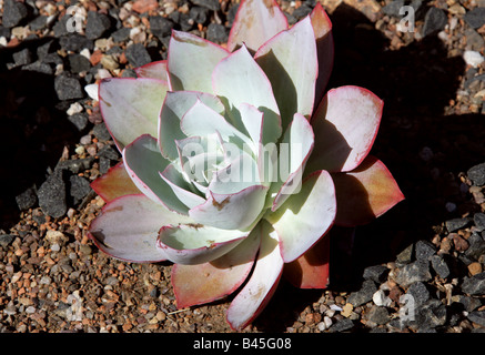 Poule et poussins, Echeveria cante, Crassulaceae, Mexique Banque D'Images