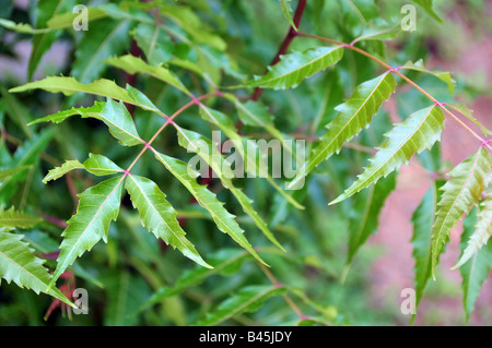 Les feuilles de neem frais Banque D'Images