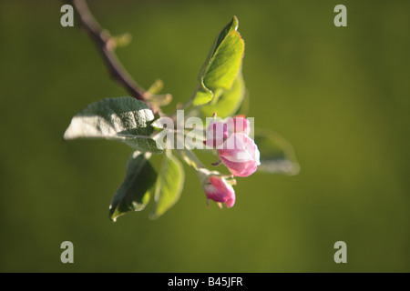 Bouton FLORAL POMME RED DELICIOUS MALUS AU PRINTEMPS DANS LE NORD DE L'ILLINOIS USA Banque D'Images