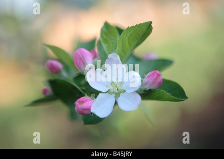 Fleur de pommier MALUS RED DELICIOUS AU PRINTEMPS DANS LE NORD DE L'ILLINOIS USA Banque D'Images