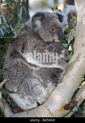 Mère et joey koalas entassés Banque D'Images