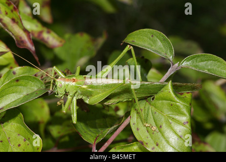 Zoologie / animaux, insecte, meadow, Tettigonia viridissima katydid, assis sur une branche, Lekha montagnes, l'Autriche, distribution : Europe Additional-Rights Clearance-Info-,-Not-Available Banque D'Images