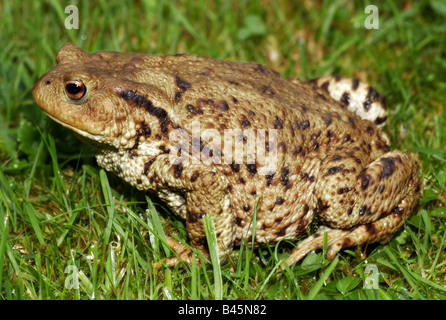 Zoologie / animaux, amphibien, Bufonidae, crapaud commun (Bufo bufo), assis dans un pré, Buchhofen, Allemagne, la distribution : Europe, Afrique du Nord, en Asie, en Additional-Rights Clearance-Info-Not-Available Banque D'Images