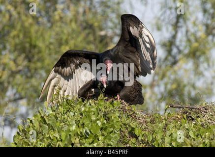 Zoologie / animaux / oiseau, aviaire, Cathartidae, Urubu à tête rouge (Cathartes aura), deux vautours assis dans nid, le Parc National des Everglades, en Floride, USA,-Additional-Rights Clearance-Info-Not-Available Banque D'Images