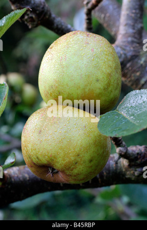 EATING APPLE MALUS DOMESTICA ASHMEADS AGA DU NOYAU Banque D'Images