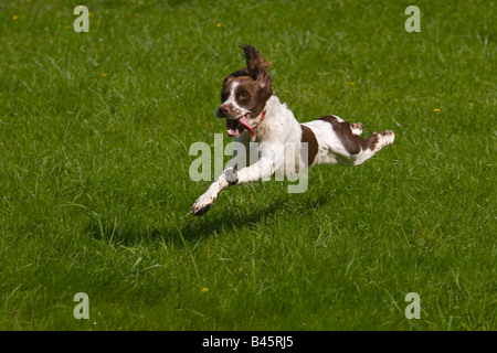 English Springer Spaniel running on grass Banque D'Images