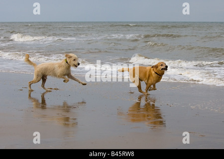 Labrador jaune et Labradoodle jouer en mer Banque D'Images