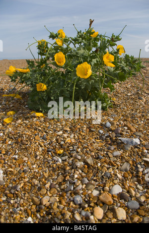 Glauciun flavum pavot cornu jaune sur la plage de galets Banque D'Images